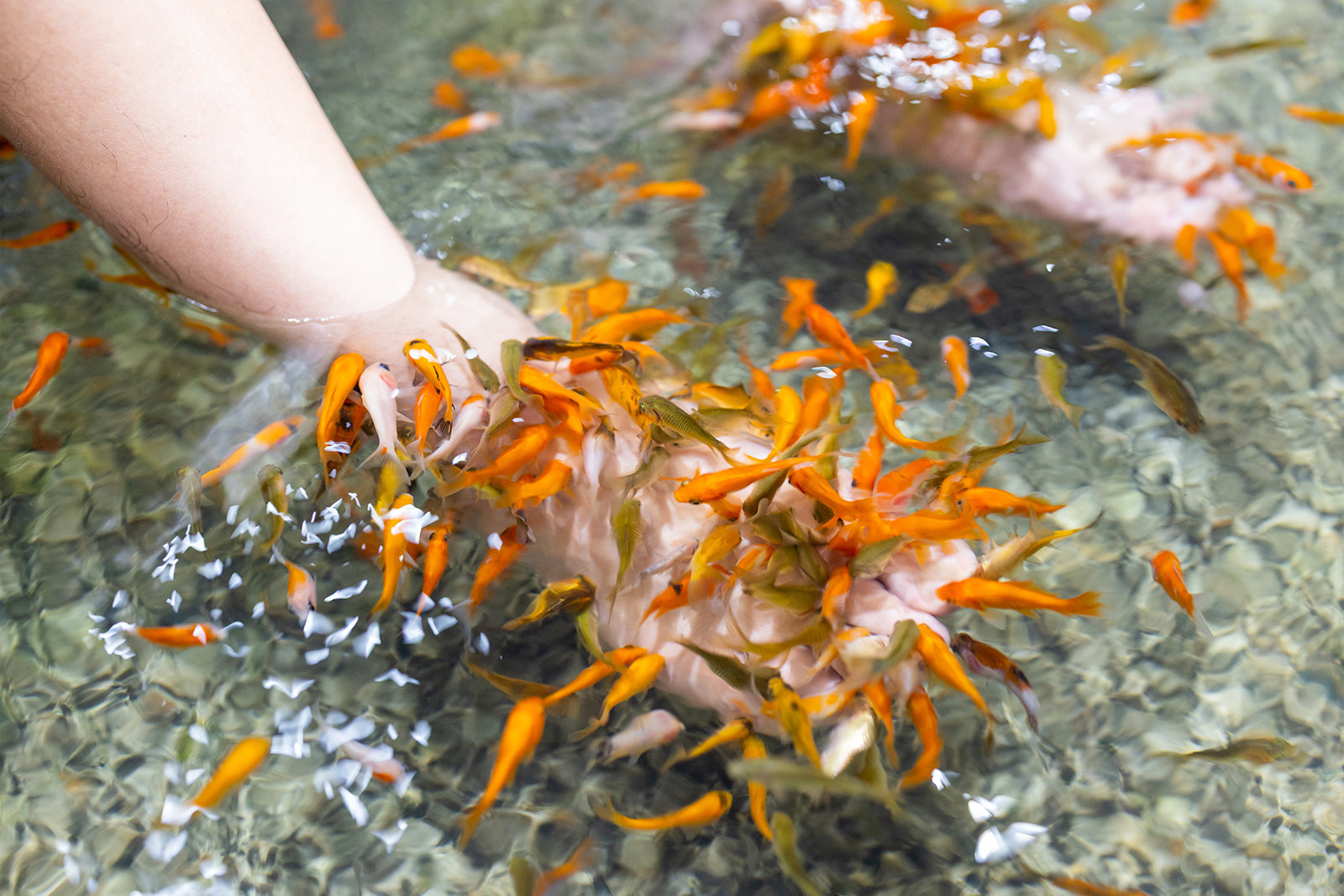 How much should I be feeding my fish?